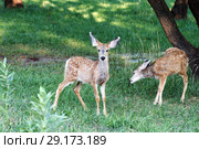 Two mule fawn goes under the trees. Capitol Reef National Park, Utah, USA (2014 год). Стоковое фото, фотограф Ирина Кожемякина / Фотобанк Лори