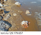 Кристаллы солей на камнях, берег Мертвого моря. Израиль (2012 год). Стоковое фото, фотограф Ирина Борсученко / Фотобанк Лори