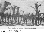 Стадо верблюдов колхоза "Кзыл-Туркестан" Стоковая иллюстрация, иллюстратор Макаров Алексей / Фотобанк Лори