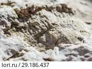 Окаменелость древнего моря (возраст примерно 350 миллионов лет) найденная в пойме реки Шипунихи. Искитимский район, Новосибирская область, Западная Сибирь, Россия. Стоковое фото, фотограф Евгений Мухортов / Фотобанк Лори