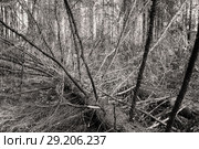 Лежащее сухое дерево в лесу. Стоковое фото, фотограф Bala-Kate / Фотобанк Лори