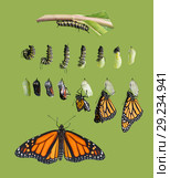 From caterpillar to butterfly. Monarch butterfly cycle. Isolated on green background. Стоковое фото, фотограф Ирина Кожемякина / Фотобанк Лори