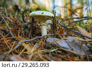 Бледная поганка (Amanita falloides) смертельною ядовитый гриб. Хвойный лес. Октябрь. Стоковое фото, фотограф Александр Романов / Фотобанк Лори