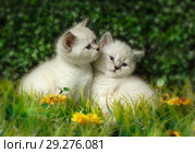 British Shorthair kitten with blue eyes on the green grass. Стоковое фото, фотограф Игорь Бородин / Фотобанк Лори