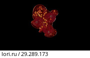Three isolated red currants crushes in the studio with black background. Стоковое видео, видеограф Dzmitry Astapkovich / Фотобанк Лори