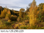 Осенний лес на фоне синего неба. Стоковое фото, фотограф Игорь Низов / Фотобанк Лори