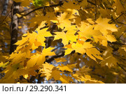 Клён остролистный (Acer platanoides). Золотая осень. Стоковое фото, фотограф Алёшина Оксана / Фотобанк Лори