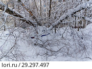 Снежная зима 2017-2018 годов в Москве. Упавшее в результате сильного снегопда дерево придавило припаркованные во дворе дома машины. Стоковое фото, фотограф Сергей Рыбин / Фотобанк Лори