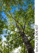 Green kroner of birche with gray trunks. Стоковое фото, фотограф Алексей Дмецов / Фотобанк Лори