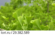 Плантация деревьев Гинкго. Plantations of Ginkgo. Стоковое видео, видеограф Евгений Романов / Фотобанк Лори