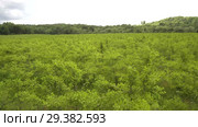 Плантация деревьев Гинкго. Вид сверху. Plantations of Ginkgo. Aerial view. Стоковое видео, видеограф Евгений Романов / Фотобанк Лори
