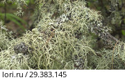 Мох и лишайник на древесном пне. Moss and lichen on a tree stump. Стоковое видео, видеограф Евгений Романов / Фотобанк Лори