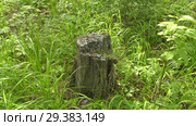 Мох и лишайник на древесном пне. Moss and lichen on a tree stump. Стоковое видео, видеограф Евгений Романов / Фотобанк Лори