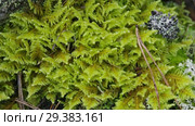 Мох и лишайник на древесном пне. Moss and lichen on a tree stump. Стоковое видео, видеограф Евгений Романов / Фотобанк Лори