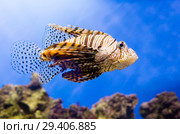 Рыба-зебра, Рыба-лев. Lionfish. Стоковое фото, фотограф Галина Савина / Фотобанк Лори