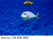 Рыба - хирург Носорог Вламинга. (Bignose unicornfish) Стоковое фото, фотограф Галина Савина / Фотобанк Лори