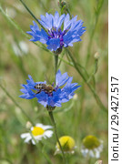 Василек синий, или Василек посевной (лат. Centaurea cyanus) с пчелой. Стоковое фото, фотограф Елена Коромыслова / Фотобанк Лори