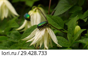 Цветущий клематис и жук бронзовка. Flowering clematis and green rose chafer. Стоковое фото, фотограф Евгений Романов / Фотобанк Лори