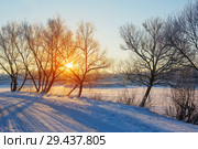 winter morning with snow and frost. Стоковое фото, фотограф Майя Крученкова / Фотобанк Лори