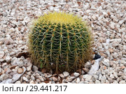 Round cactus on a bed with stones. Стоковое фото, фотограф Володина Ольга / Фотобанк Лори