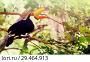 Toco toucan. Стоковое фото, фотограф Яков Филимонов / Фотобанк Лори
