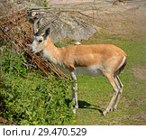 Persian gazelle (Gazella subgutturosa subgutturosa). Male. Стоковое фото, фотограф Валерия Попова / Фотобанк Лори