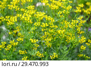 Рута душистая (пахучая) (Ruta graveolens L.). Фон. Стоковое фото, фотограф Ирина Борсученко / Фотобанк Лори