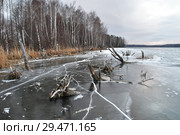 Коряги, вмерзшие в лед на озере Увильды поздней осенью у берега острова Вязовый. Южный Урал, Челябинская область (2018 год). Стоковое фото, фотограф Овчинникова Ирина / Фотобанк Лори