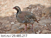 The rock partridge (Alectoris graeca) birds (2015 год). Стоковое фото, фотограф Знаменский Олег / Фотобанк Лори