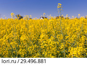 Yellow oilseed rape field at sunny day, landscape in Poland. Стоковое фото, фотограф Яков Филимонов / Фотобанк Лори