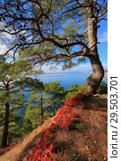 Beautiful natural landscape with pine trees and red leaves against the background of the sea. Стоковое фото, фотограф Яна Королёва / Фотобанк Лори