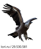 Griffon vulture flying isolated. Стоковое фото, фотограф Яков Филимонов / Фотобанк Лори