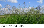 Beautiful field grass against sky in Russia. Стоковое видео, видеограф Володина Ольга / Фотобанк Лори