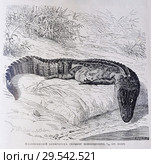Миссисипский аллигаторъ (Alligator mississippiensis) - рисунок  из книги А. Брэма "Жизнь животных" 1896 г. Стоковая иллюстрация, иллюстратор Вера Смолянинова / Фотобанк Лори
