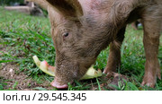 Поросята поедают арбузные корки / Piglets are eating watermelon peels. Стоковое видео, видеограф Сергей Пристяжнюк (Serg Zastavkin) / Фотобанк Лори