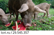 Свинья с поросятами поедают арбузные корки / Pig with her piglets are eating watermelon peels. Стоковое видео, видеограф Сергей Пристяжнюк (Serg Zastavkin) / Фотобанк Лори