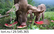 Свинья с поросятами поедают арбузные корки / Pig with her piglets are eating watermelon peels. Стоковое видео, видеограф Сергей Пристяжнюк (Serg Zastavkin) / Фотобанк Лори