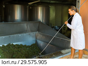 Female winemaker controlling crushing of grapes. Стоковое фото, фотограф Яков Филимонов / Фотобанк Лори