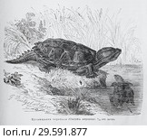 Кусающаяся черепаха (Chelydra serpentina) - рисунок  из книги А. Брэма "Жизнь животных" 1896 г. Стоковая иллюстрация, иллюстратор Вера Смолянинова / Фотобанк Лори