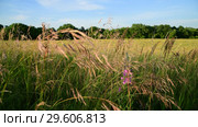 Mature oats in sunset light. Nature of Russia. Стоковое видео, видеограф Володина Ольга / Фотобанк Лори