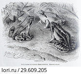 Болотная лягушка (Rana arvalis) - рисунок  из книги А. Брэма "Жизнь животных" 1896 г. Стоковая иллюстрация, иллюстратор Вера Смолянинова / Фотобанк Лори