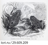 Сумчатая квакша (Hototrema marsupiatum) - рисунок  из книги А. Брэма "Жизнь животных" 1896 г. Стоковая иллюстрация, иллюстратор Вера Смолянинова / Фотобанк Лори