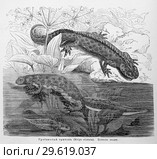 Гребнистый тритонъ (Molge cristata) - рисунок  из книги А. Брэма "Жизнь животных" 1896 г. Стоковая иллюстрация, иллюстратор Вера Смолянинова / Фотобанк Лори