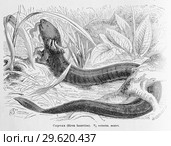 Сирена (Siren lacertina) - рисунок  из книги А. Брэма "Жизнь животных" 1896 г. Стоковая иллюстрация, иллюстратор Вера Смолянинова / Фотобанк Лори