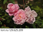 Роза флорибунда Наташа Ричардсон (Harpacte), (лат. Rosa Natasha Richardson). Harkness Roses (розы Харкнесса), Britain 2011. Стоковое фото, фотограф lana1501 / Фотобанк Лори