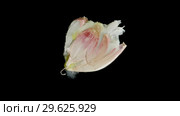 Isolated garlic clove squishes in the studio with black background. Стоковое видео, видеограф Dzmitry Astapkovich / Фотобанк Лори