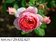 Роза кустарниковая Ладюрэ (Laduree), Massad 2009. Стоковое фото, фотограф lana1501 / Фотобанк Лори