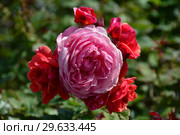 Роза кустарниковая Ладюрэ (Laduree), Massad 2009. Стоковое фото, фотограф lana1501 / Фотобанк Лори