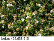White small flowers of cinquefoil Daurian. Стоковое фото, фотограф Катерина Белякина / Фотобанк Лори