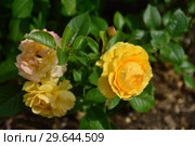 Роза флорибунда Абсолютлей Фабулос (лат. Rosa Absolutly Fabulous), Harkness Roses, Великобритания, 2004. Стоковое фото, фотограф lana1501 / Фотобанк Лори